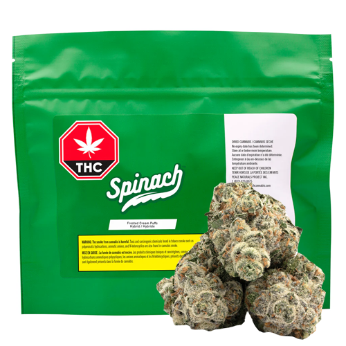 Frosted Cream Puffs 28g Dried Flower