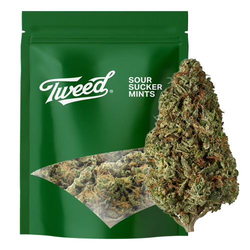 Sour Sucker Mints 28g Dried Flower